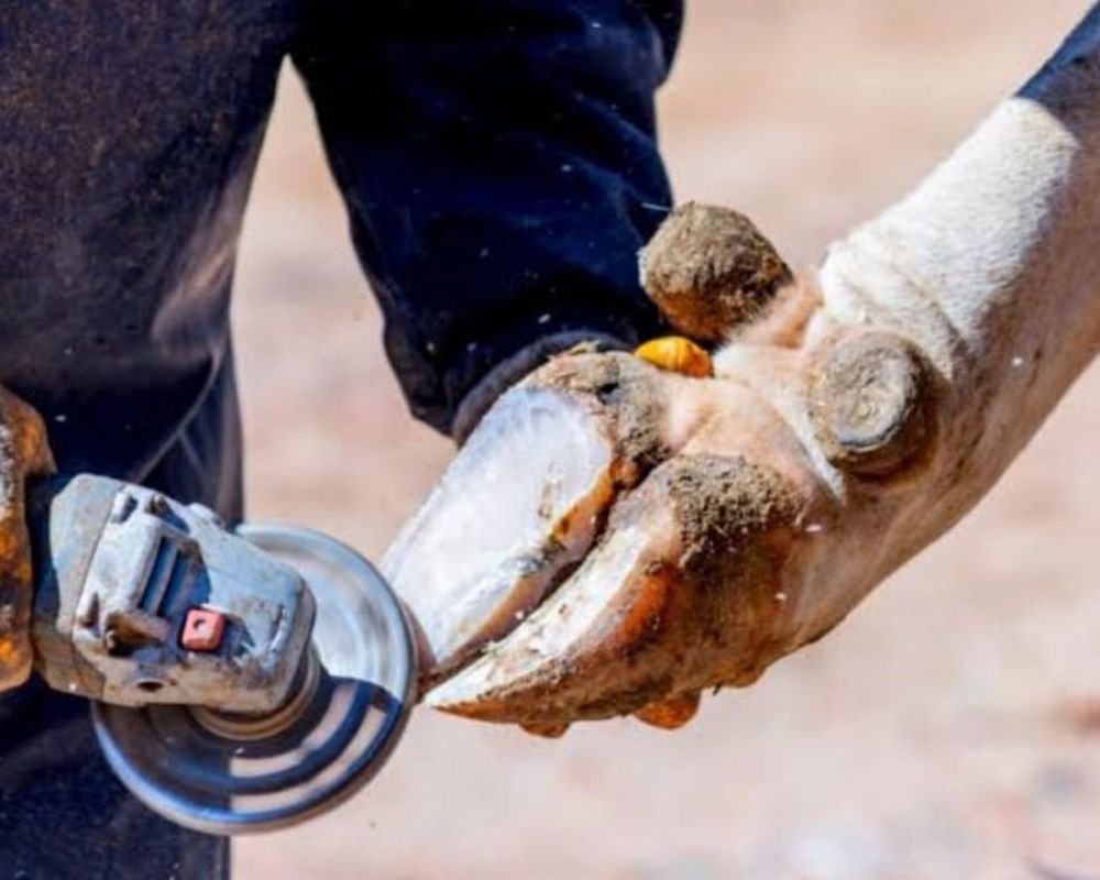 CURSO | CASQUEAMENTO PREVENTIVO DE BOVINOS DE LEITE