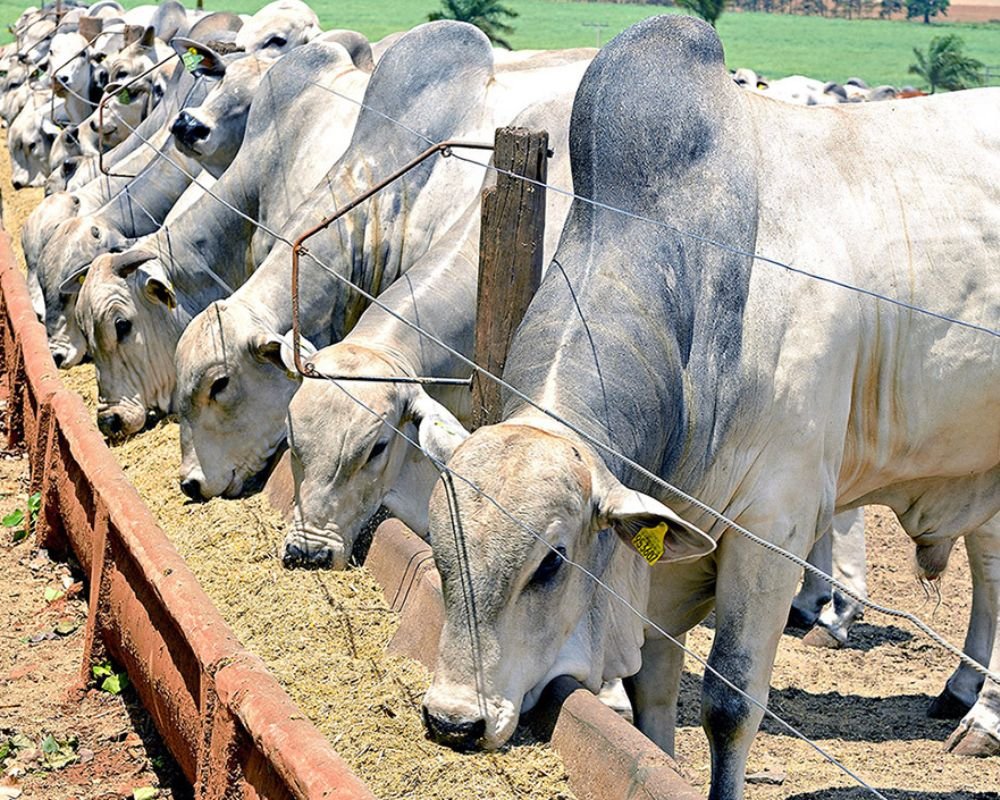 CURSO | CONFINAMENTO NA BOVINOCULTURA DE CORTE